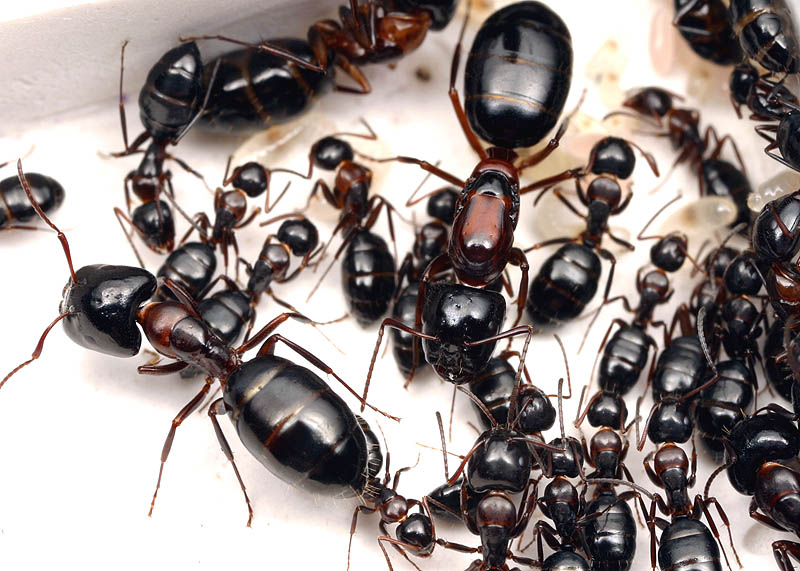 Illustration for article titled Could Humans Evolve into a Giant Hive Mind?